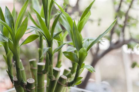 套房植物風水|風水植物｜不只富貴竹！7款招財/招桃花植物推介+不可不知風水 